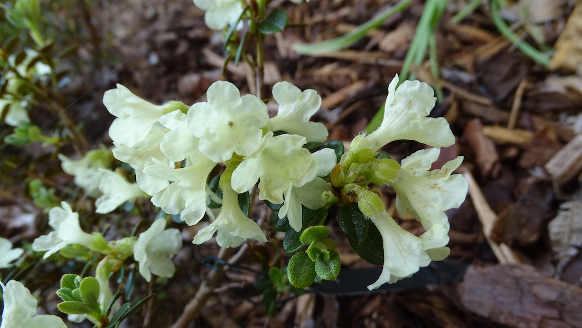 R. sargentianum